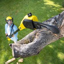 Best Tree Mulching  in Victor, ID