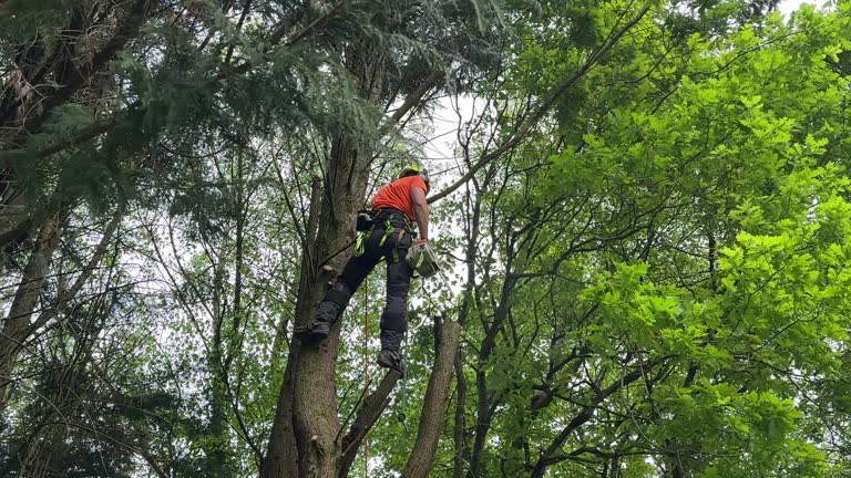 Reliable Victor, ID Tree Services Solutions