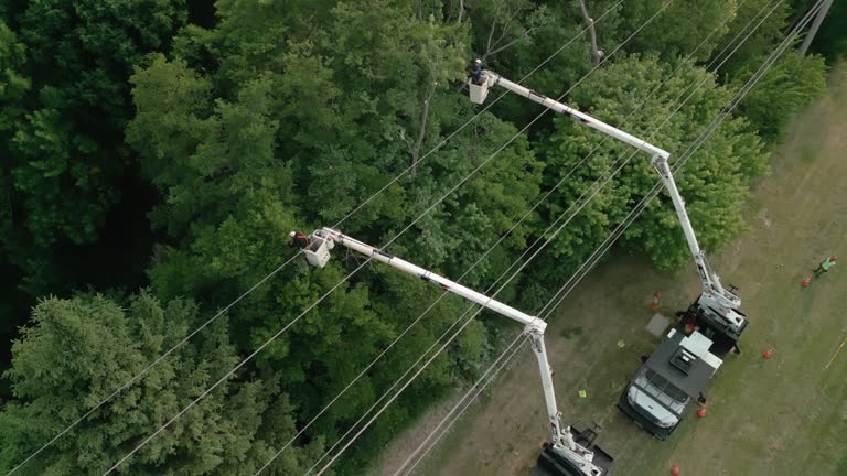Best Tree Maintenance Programs  in Victor, ID